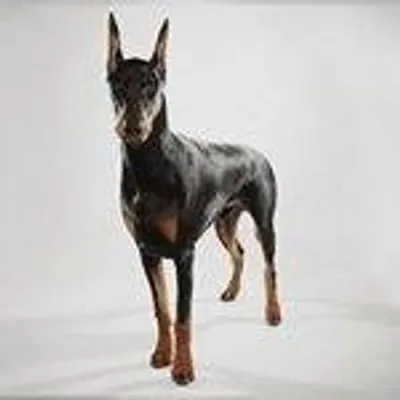 The dobermanz profile