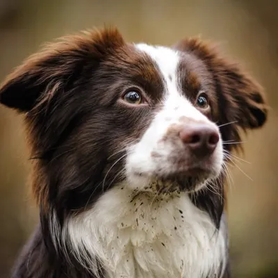 Dipper profile