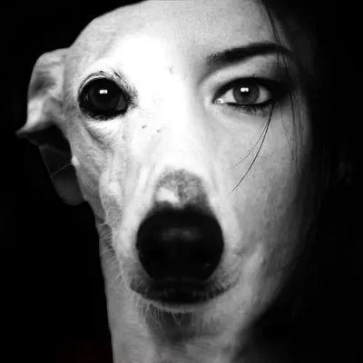 Dogtivist | Every Dog Matters profile