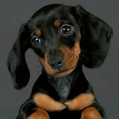 Dachshund World!® profile