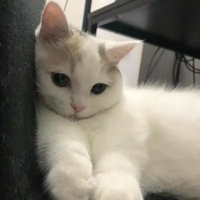 Lovely Cute Cats ๐ป profile