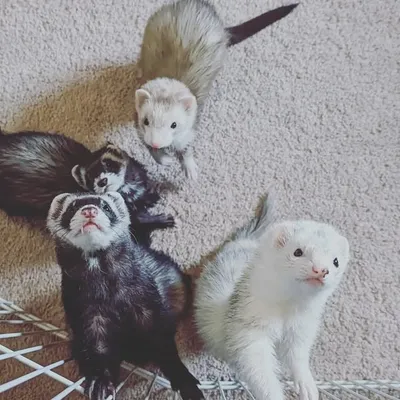 TheFluffy Months profile