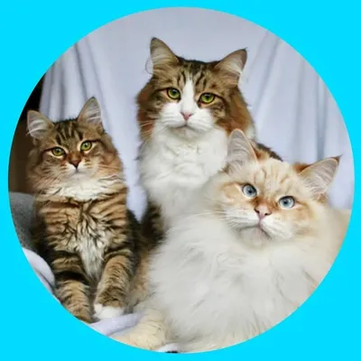 THE FLUFFY SIBERIANS ✨ | Cats profile