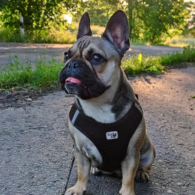 Ellie profile