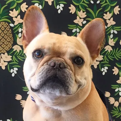 Henri + Ruby / French Bulldogs profile