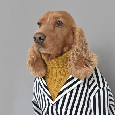 Cocker Spaniel profile