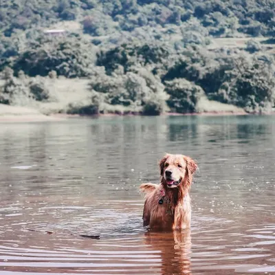 Kira The Golden Retriever profile