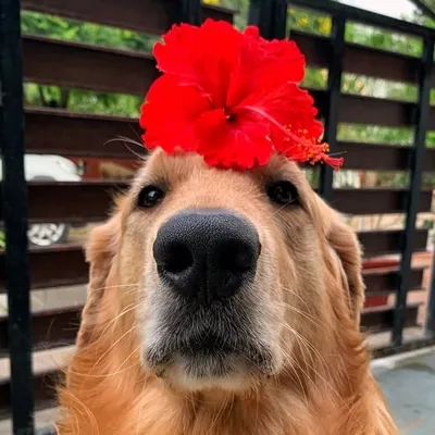 BUDDY | GOLDEN RETRIEVER profile