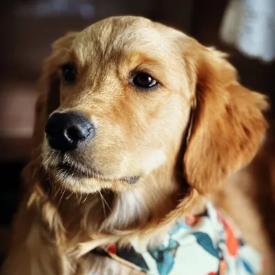Simba profile