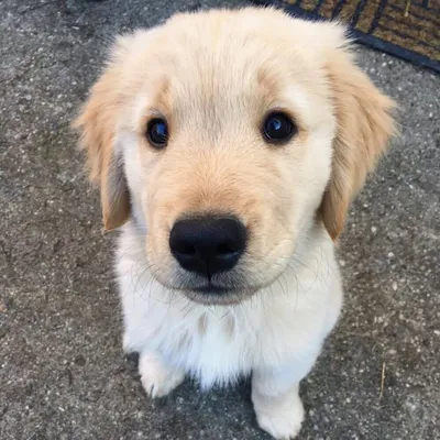 Flash the Golden Retriever profile