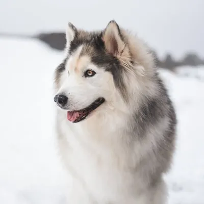 the goodest wolves ⚡️ profile
