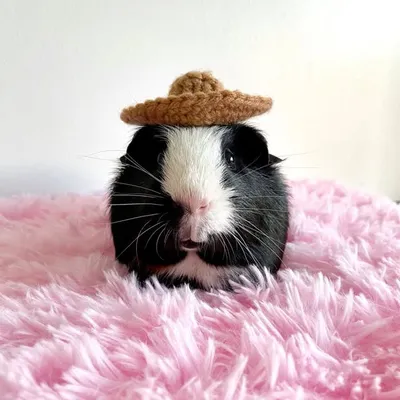 The Guinea Pig Men profile