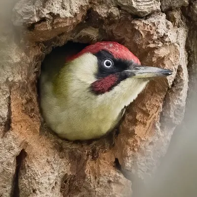 The Hampshire Birder profile