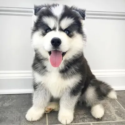 ๐ถ Husky Moms and Dads profile