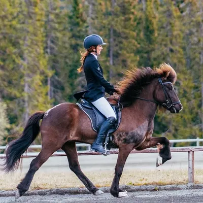Theicelandics profile