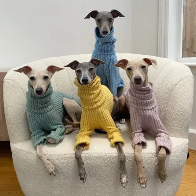 The Iggy Family profile