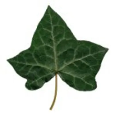 The Ivy profile