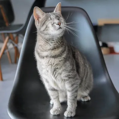 Juno the Blind Cat profile
