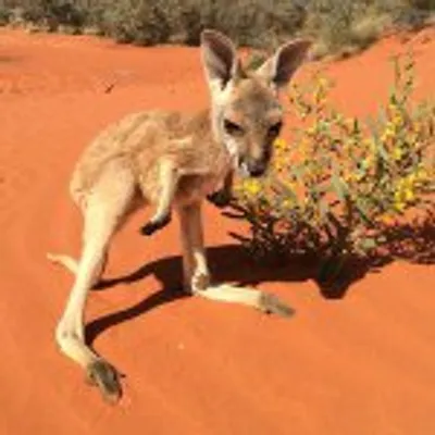 The Kangaroo Sanctuary ๐ฆ profile