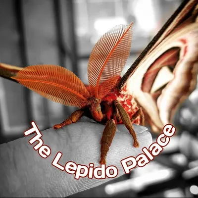 The Lepido Palace profile