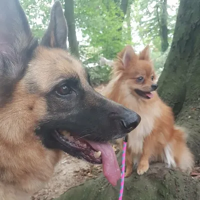 plouchie&roxy&xena profile