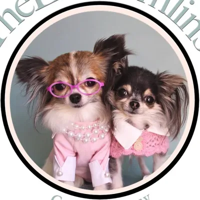Bridie's Chihuahuas profile