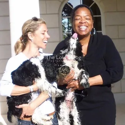 Tamar Geller The Loved Dog profile