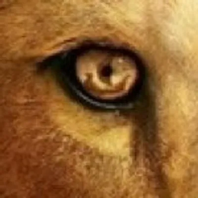 The Main Lion profile