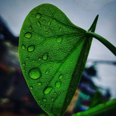 NATURE PHOTOGRAPHY🔵 profile