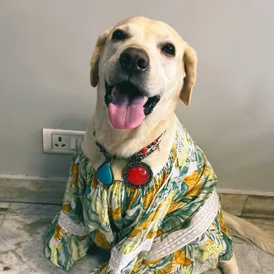 Marshal ๐ฅ| The labrador profile