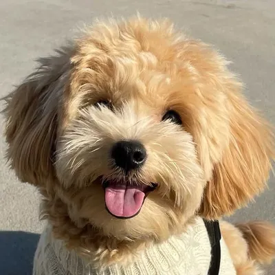 Theodore profile