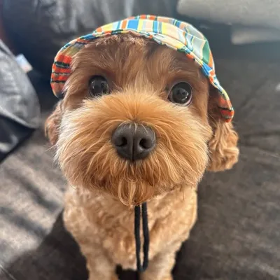 TheoTheCavoodle profile