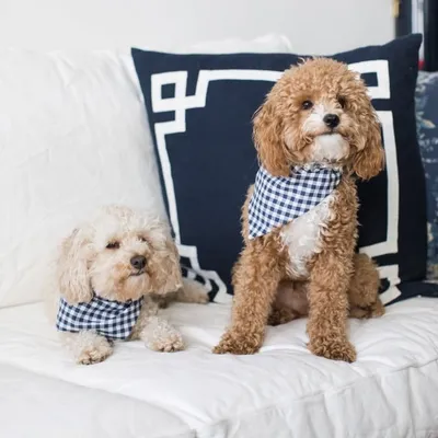 Theodore & Hamilton profile