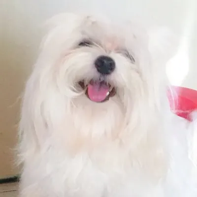 Instadog do Theo profile