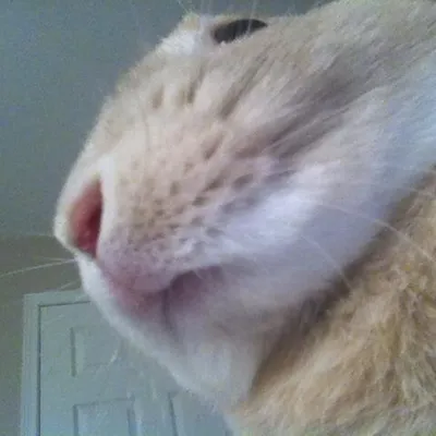 Timonee profile