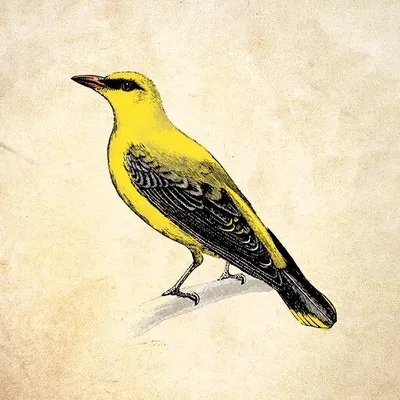 Oriole profile
