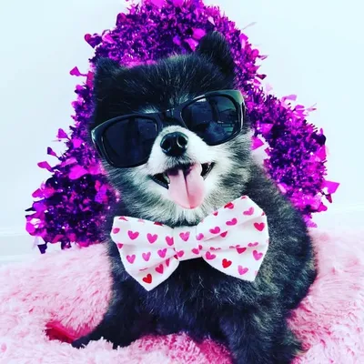 The Passport Puppy® profile