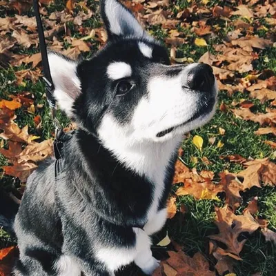 Z O R R O ๐บ profile