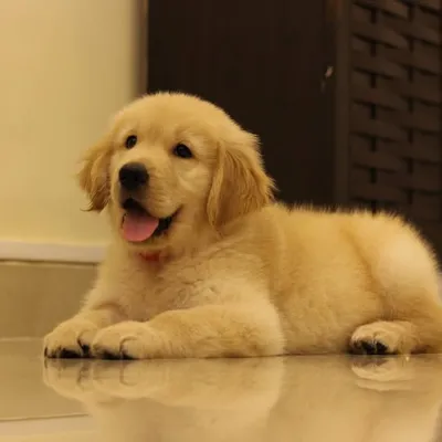 Maffu 🐶| Smile guarenteed🐾 #goldenretriever profile