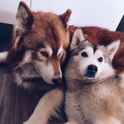 Teddy & Sky ๐ฆ๐น Siberian Huskys profile