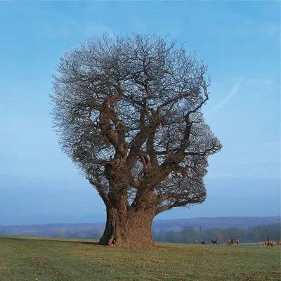 Pink Floyd profile