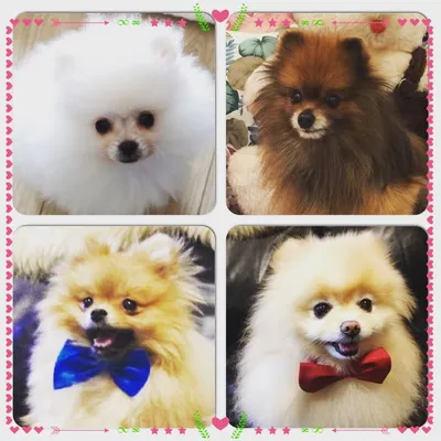The Pomi Bunch profile