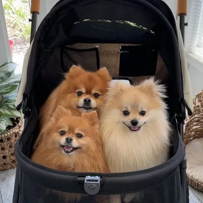 Thepompompack profile