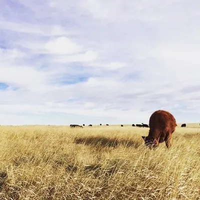 The Prairie Farm Project profile
