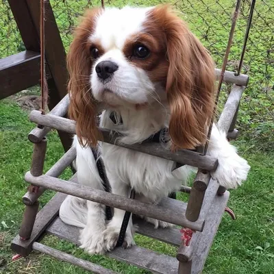 Carmel The Dog profile