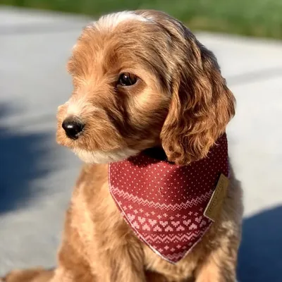 Bailey Boo profile