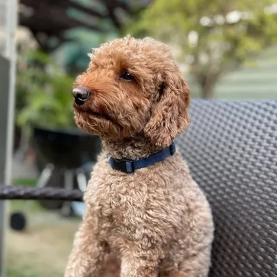 Fluffy profile