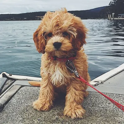 Ruby Cavoodle profile