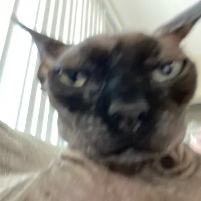 The Sassy Sphynx profile
