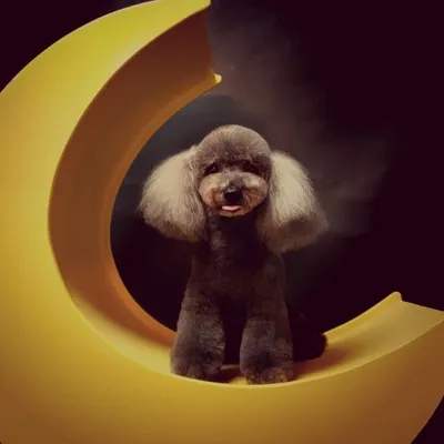 Tinklebell Celebrity Poodle profile